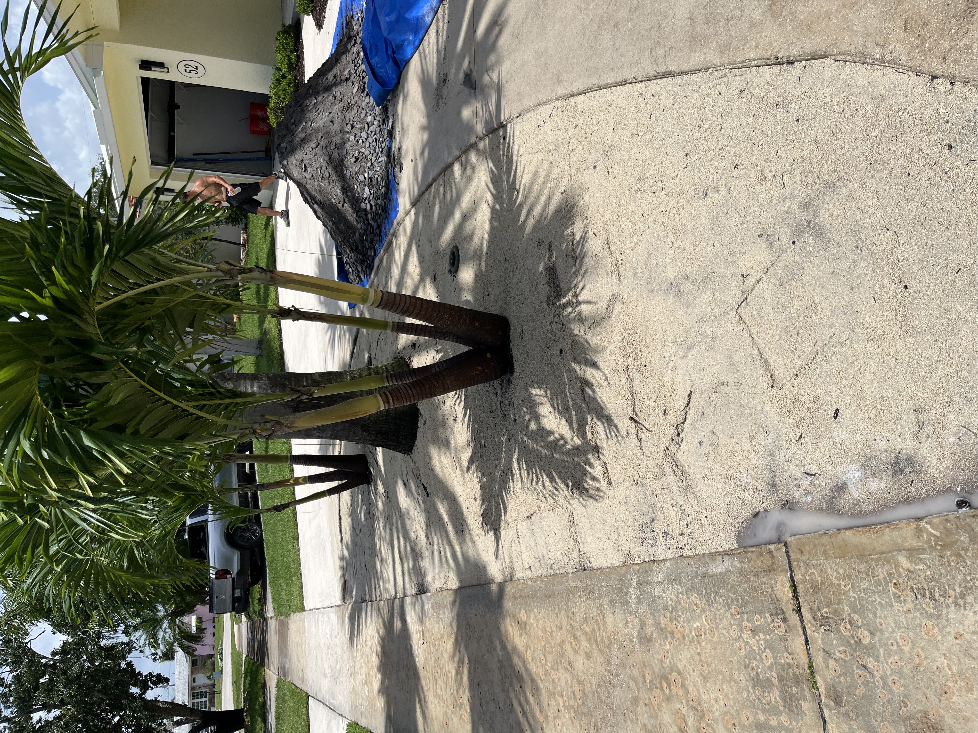 Front yard landscaping area in progress with the bed being prepared around the palms