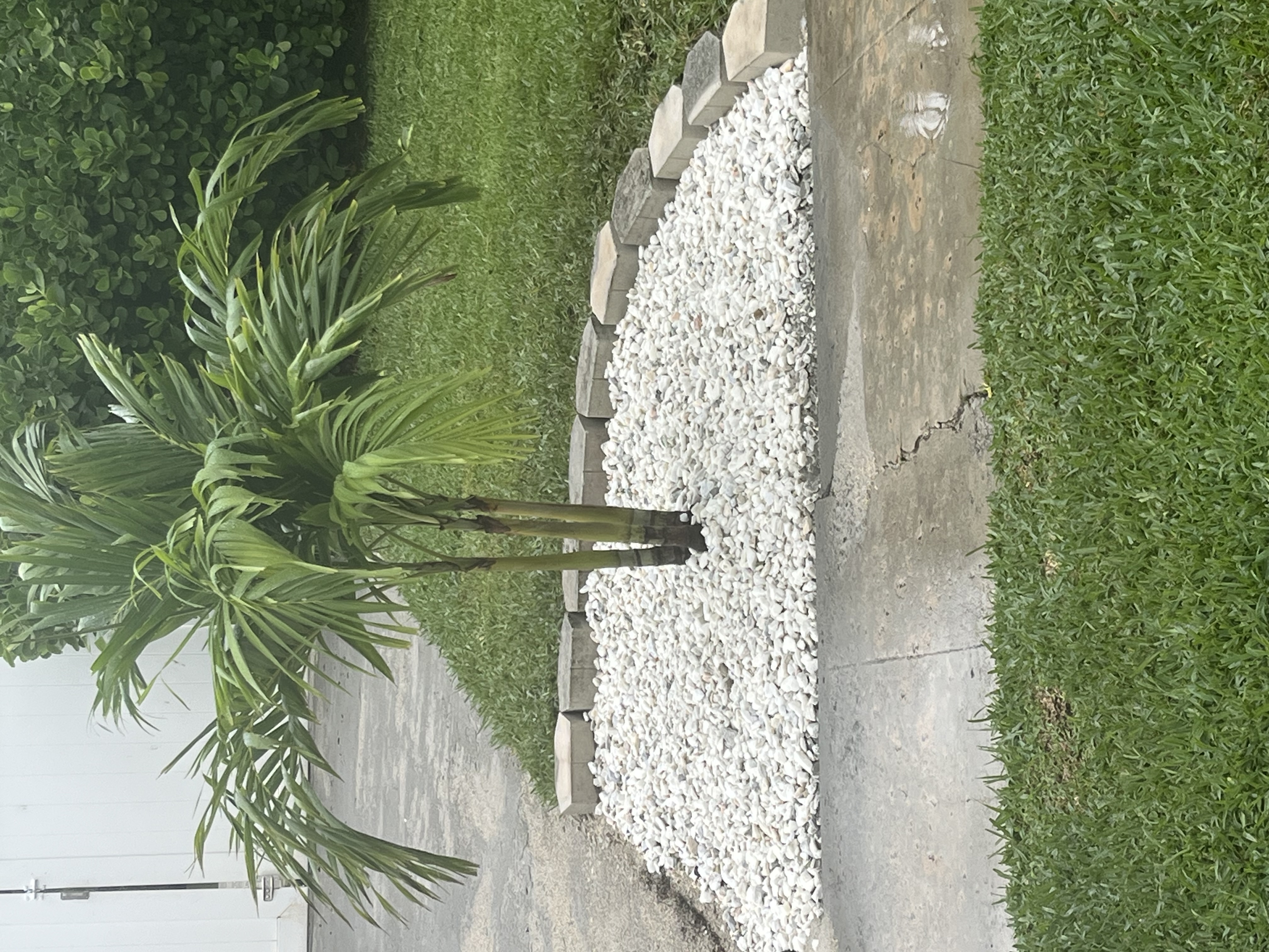 Finished palm tree landscape bed with white rock and a clean block border